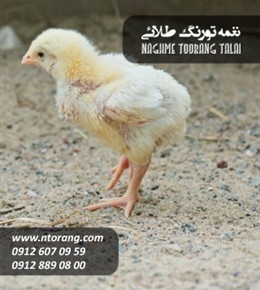 فروش جوجه گوشتی ماهان ملکان